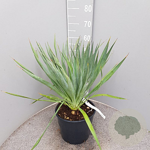 Yucca gloriosa 40-50 cm 10L