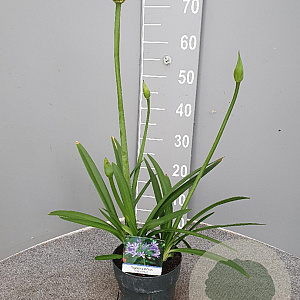 Agapanthus 'Charlotte' GM 1.5