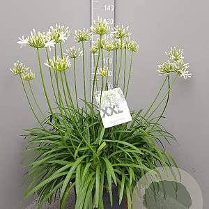 Agapanthus Eydori White GM 25L