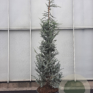 Cedrus atl. 'Glauca' 250-300 cm cont. 95L