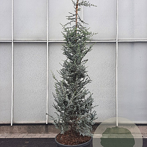 Cedrus atl. 'Glauca' 250-300 cm cont. 95L