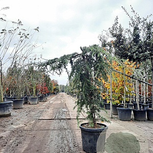 Cedrus deod. 'Pendula' 140-160 cm 35L