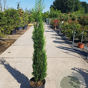 Cupressus semp. 'Pyramidalis' 100-125 cm container meerstammig