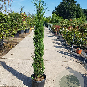 Cupressus semp. 'Pyramidalis' 125-150 cm container meerstammig