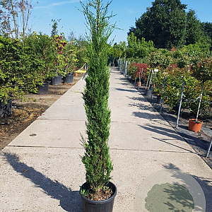 Cupressus semp. 'Pyramidalis' 125-150 cm container meerstammig