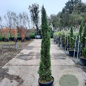 Cupressus semp. 'Pyramidalis' 125-150 cm container meerstammig