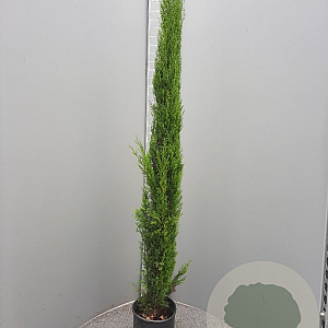 Cupressus semp. 'Pyramidalis' 125-150 cm 10L