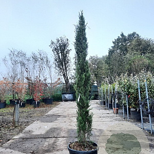 Cupressus semp. 'Pyramidalis' 150-175 cm container meerstammig