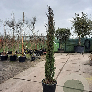 Cupressus semp. 'Pyramidalis' 150-175 cm container meerstammig