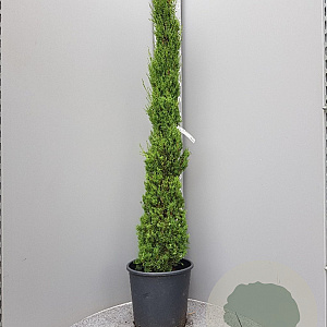 Cupressus semp. 'Pyramidalis' 150-175 cm container meerstammig