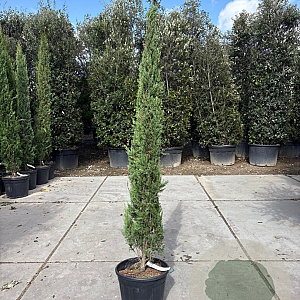 Cupressus semp. 'Pyramidalis' 175-200 cm container meerstammig