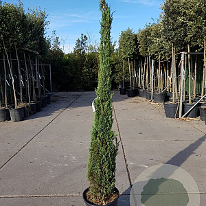 Cupressus semp. 'Pyramidalis' 175-200 cm container meerstammig