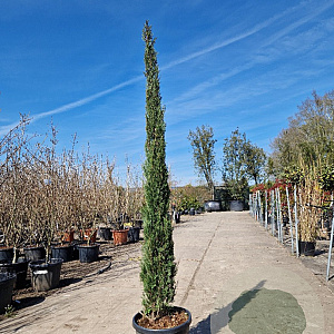 Cupressus semp. 'Pyramidalis' 200-250 cm container meerstammig