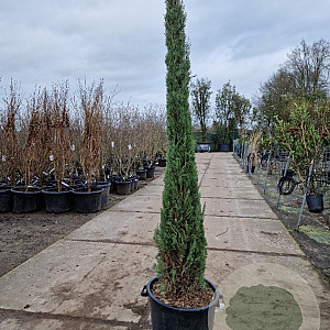 Cupressus semp. 'Pyramidalis' 200-250 cm container meerstammig