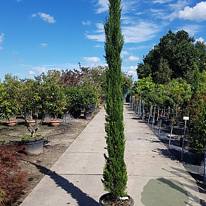 Cupressus semp. 'Pyramidalis' 250-300 cm container meerstammig