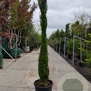 Cupressus semp. 'Pyramidalis' 250-300 cm container meerstammig