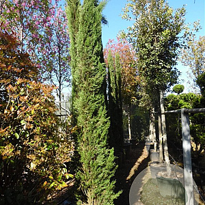 Cupressus semp. 'Pyramidalis' 300-350 cm container meerstammig