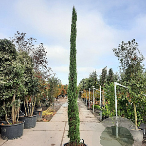 Cupressus semp. 'Pyramidalis' 350-400 cm container