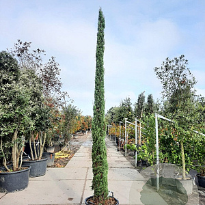 Cupressus semp. 'Pyramidalis' 350-400 cm container