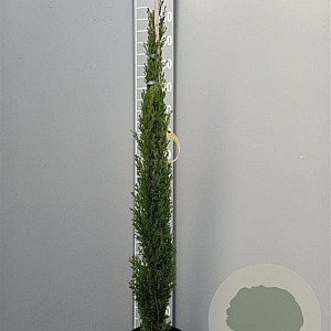 Cupressus semp. 'Totem' 80-100 cm container
