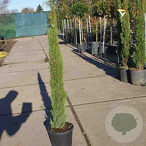 Cupressus semp. 'Totem' 80-100 cm container
