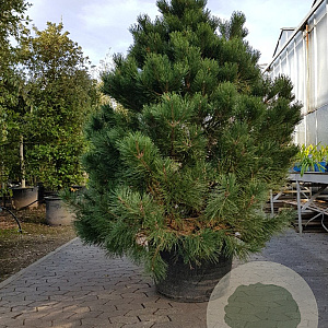 Pinus nigra 175-200 cm 2,0L
