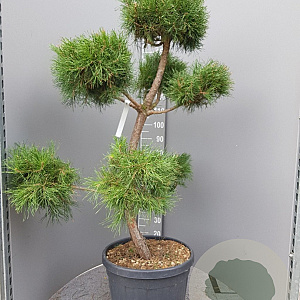 Pinus sylvestris 120-140 cm container paraplu
