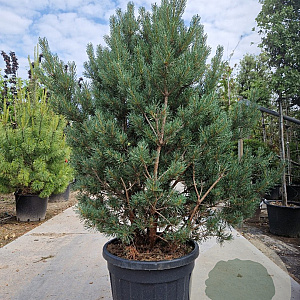 Pinus sylvestris 125-150 cm cont. 90L solitair