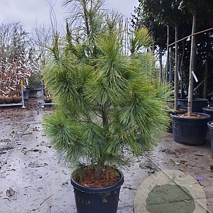 Pinus wallichiana 125-150 cm container meerstammig