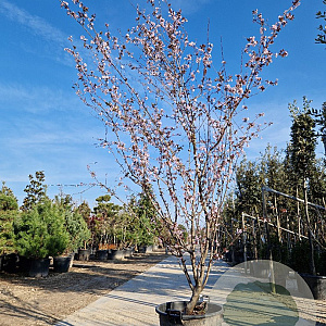 Prunus cer. 'Pissardii' 250-300 cm container meerstammig