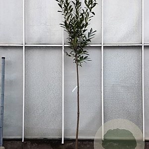 Prunus l. 'Caucasica' 160 cm stam container 10-12