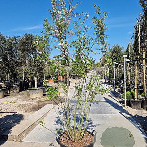 Prunus subh. 'Autumnalis' 200-250 cm container meerstammig extra