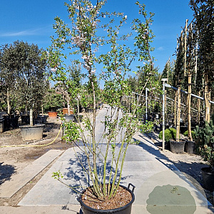 Prunus subh. 'Autumnalis' 200-250 cm container meerstammig extra