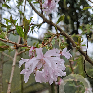 Prunus subh. 'Autumnalis' 200-250 cm container meerstammig extra