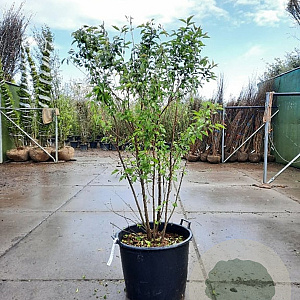 Prunus subh. 'Autumnalis' 200-250 cm container meerstammig extra