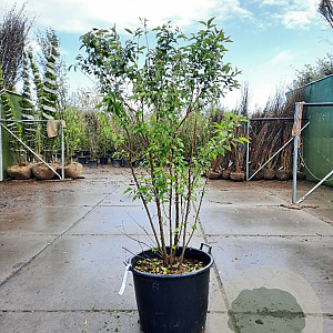 Prunus subh. 'Autumnalis' 200-250 cm container meerstammig extra
