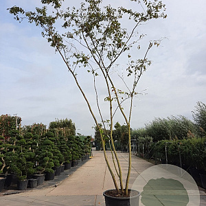 Prunus subh. 'Autumnalis' 550-600 cm container meerstammig