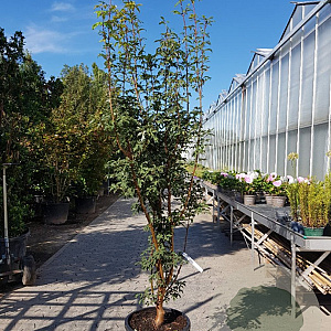 Acer griseum 200-250 cm 50L