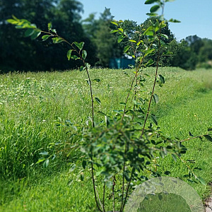 Amelanchier lamarckii 150-175 cm 20L