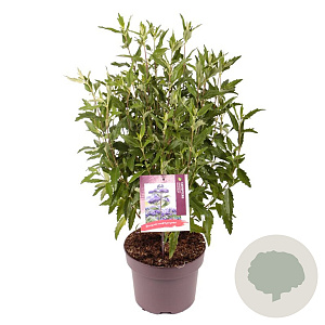 Caryopteris cland. Grand Bleu 40-50 cm 5,0L