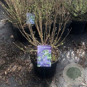 Caryopteris cland. Grand Bleu 40-50 cm 5,0L
