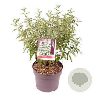 Caryopteris cland. Stephi 40-50 cm 5,0L