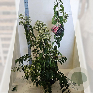 Heptacodium miconioides 80-100 cm 20L