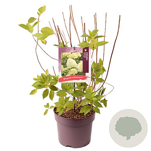 Hydrangea pan. 'Limelight' 60-80 cm 7,5L
