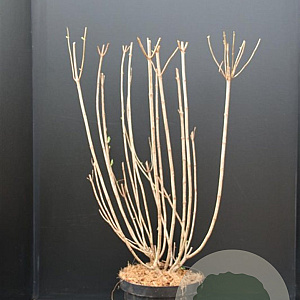 Hydrangea pan. 'Limelight' 60-80 cm 7,5L