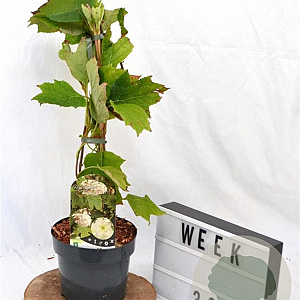 Hydrangea quercifolia 30-40 cm 3,0L