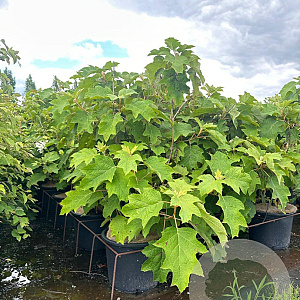 Hydrangea quercifolia 100-125 cm 20L