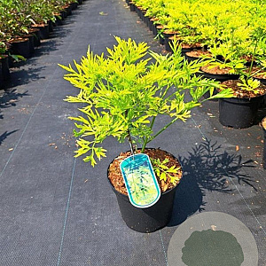 Sambucus nigra Golden Tower 30-40 cm 3,0L