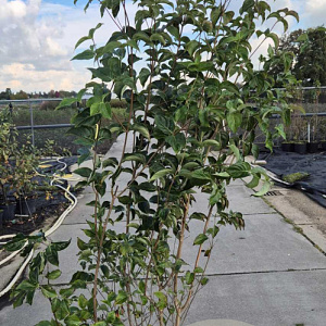 Cornus kousa chinensis 175-200 cm 20L