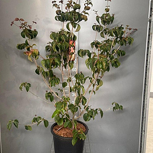Cornus k. 'Satomi' 100-125 cm 20L